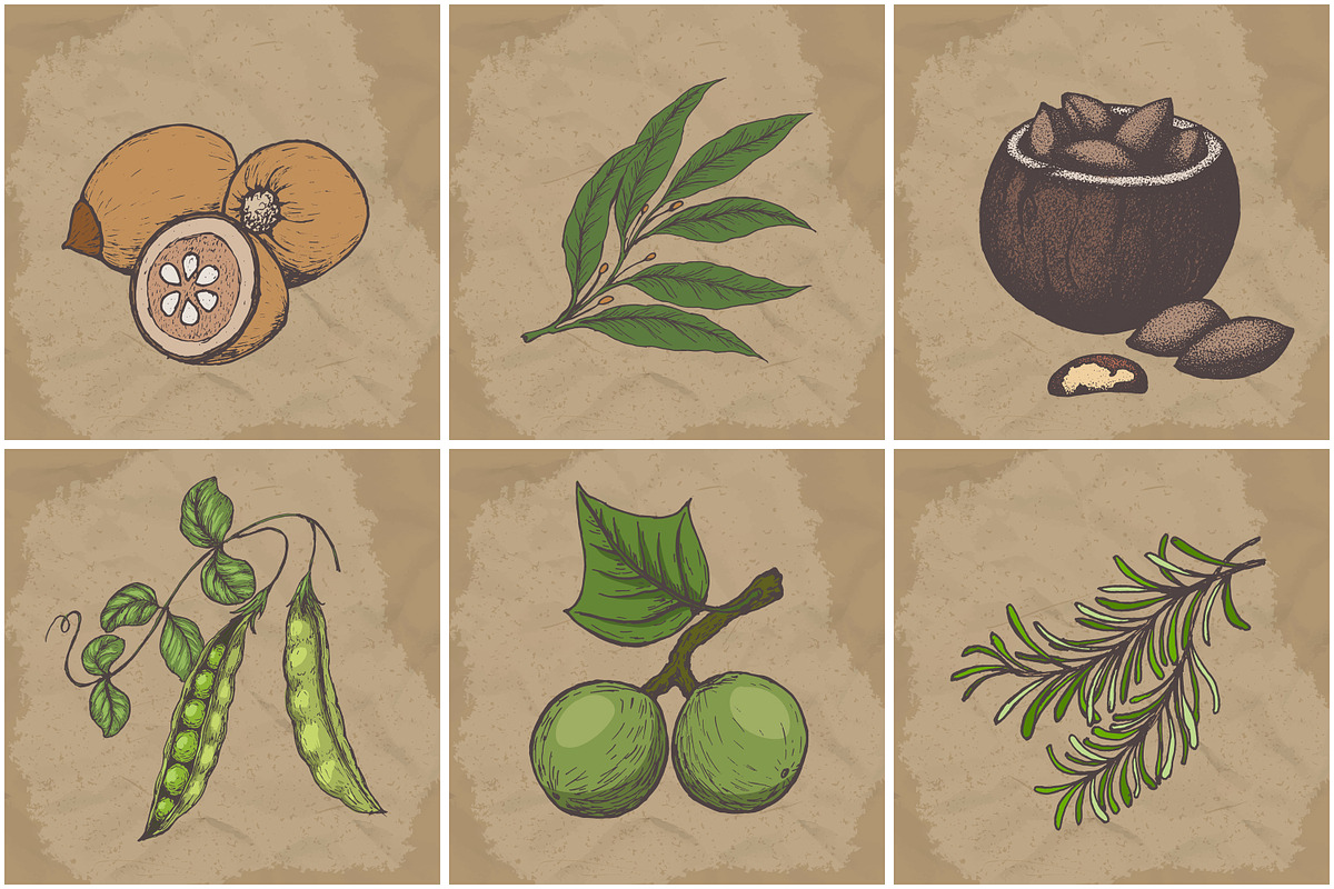 Hand drawn vector plants, a Food Illustration by SHom (Photo 10 of 17)