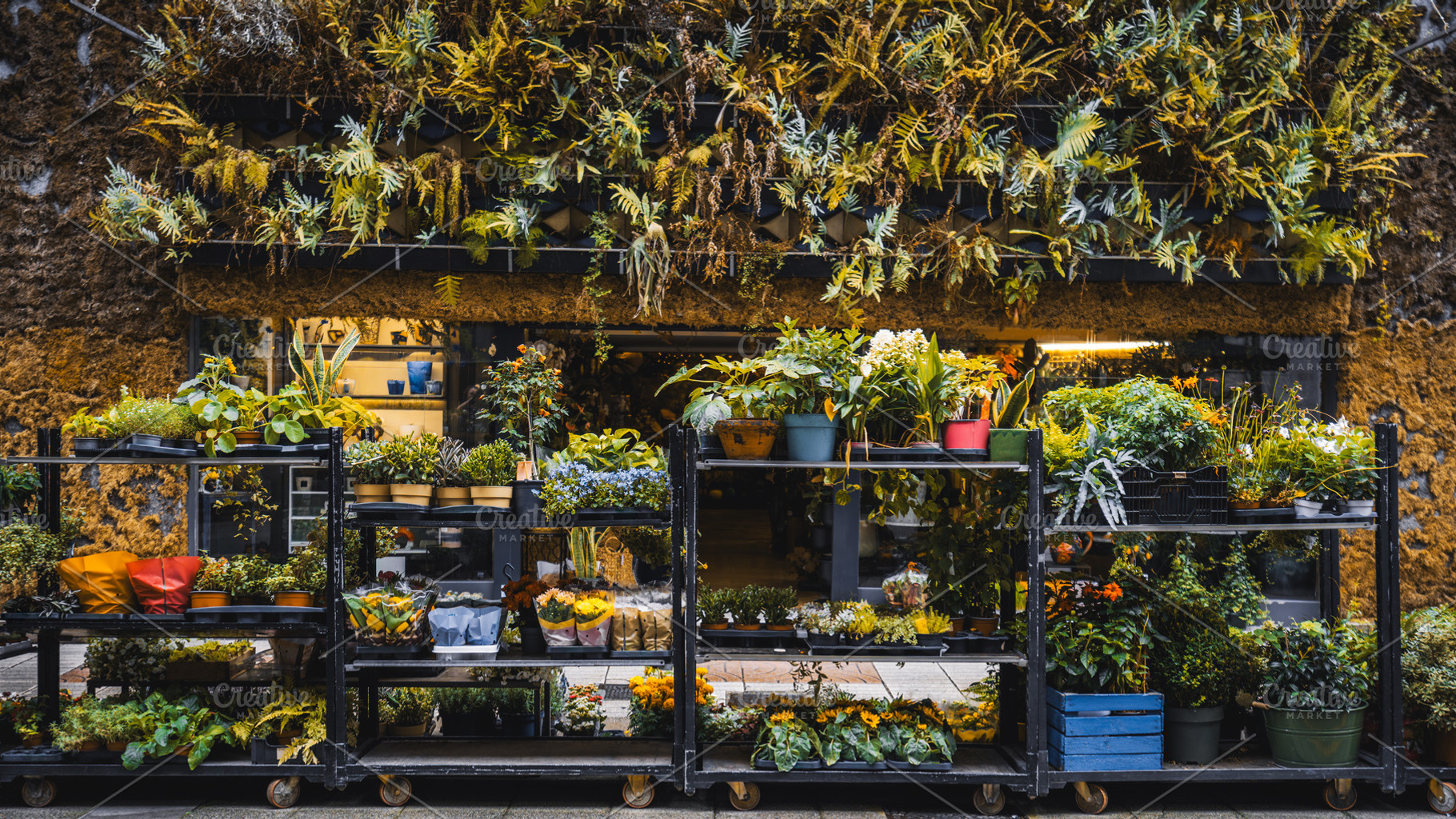 Colorful flower shop plants, a Business Photo by SkyNext
