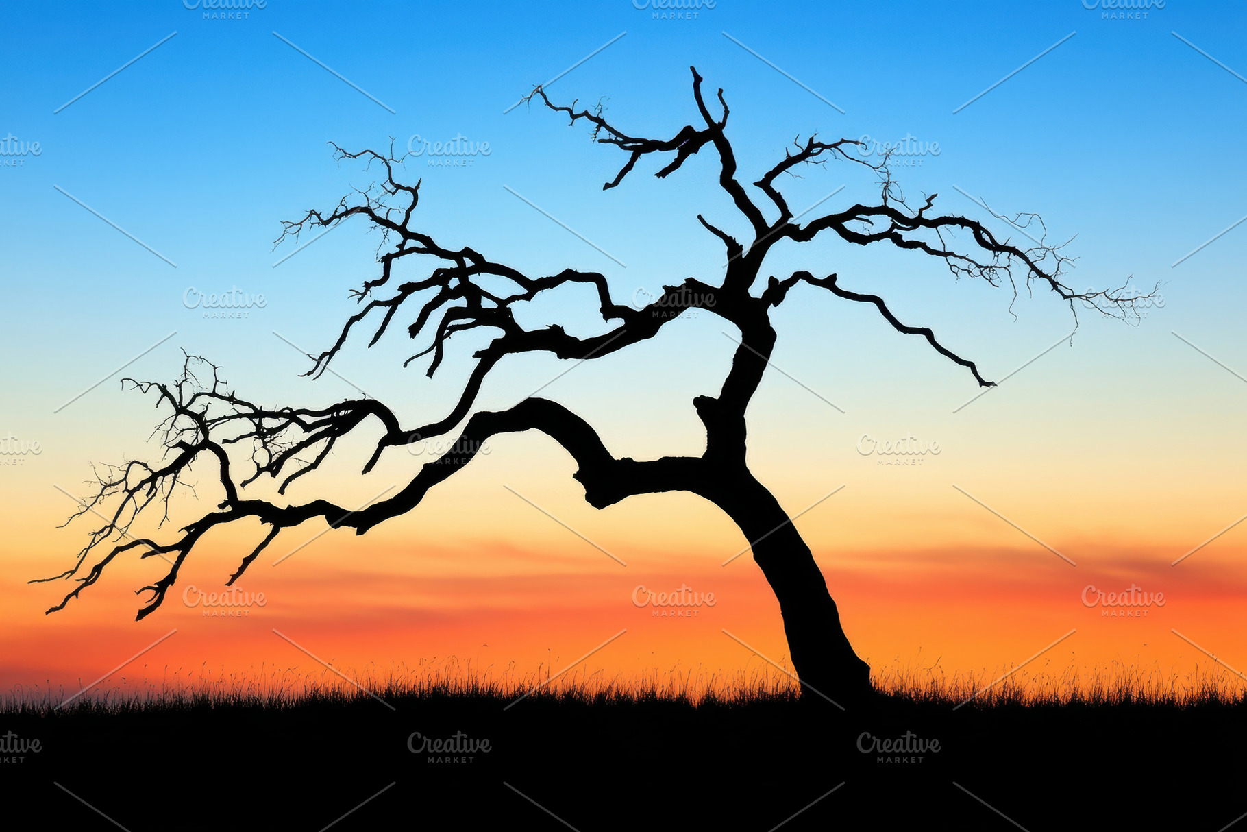 Striking silhouette of a bare tree a, a Photo by Tanuart