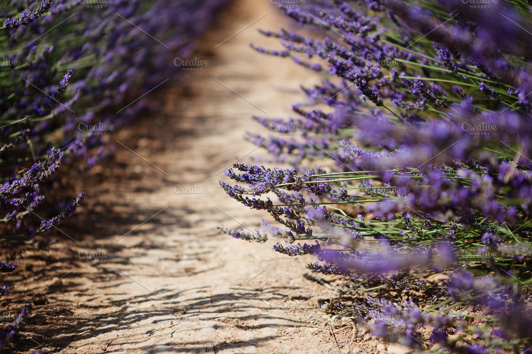 Lavender row, an Abstract Photo by marikasan