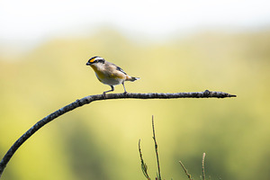 Striated pardalote bird
