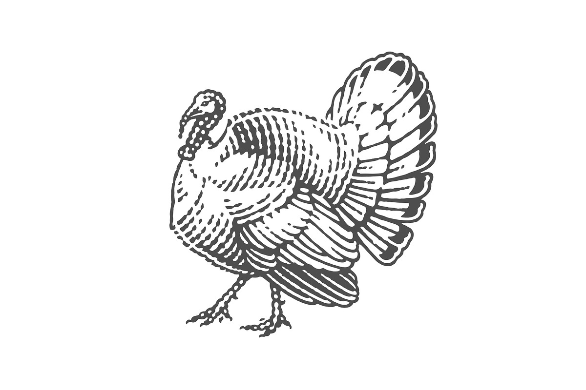 Turkey, farm domestic bird, an Animal Illustration by Irina Trusova