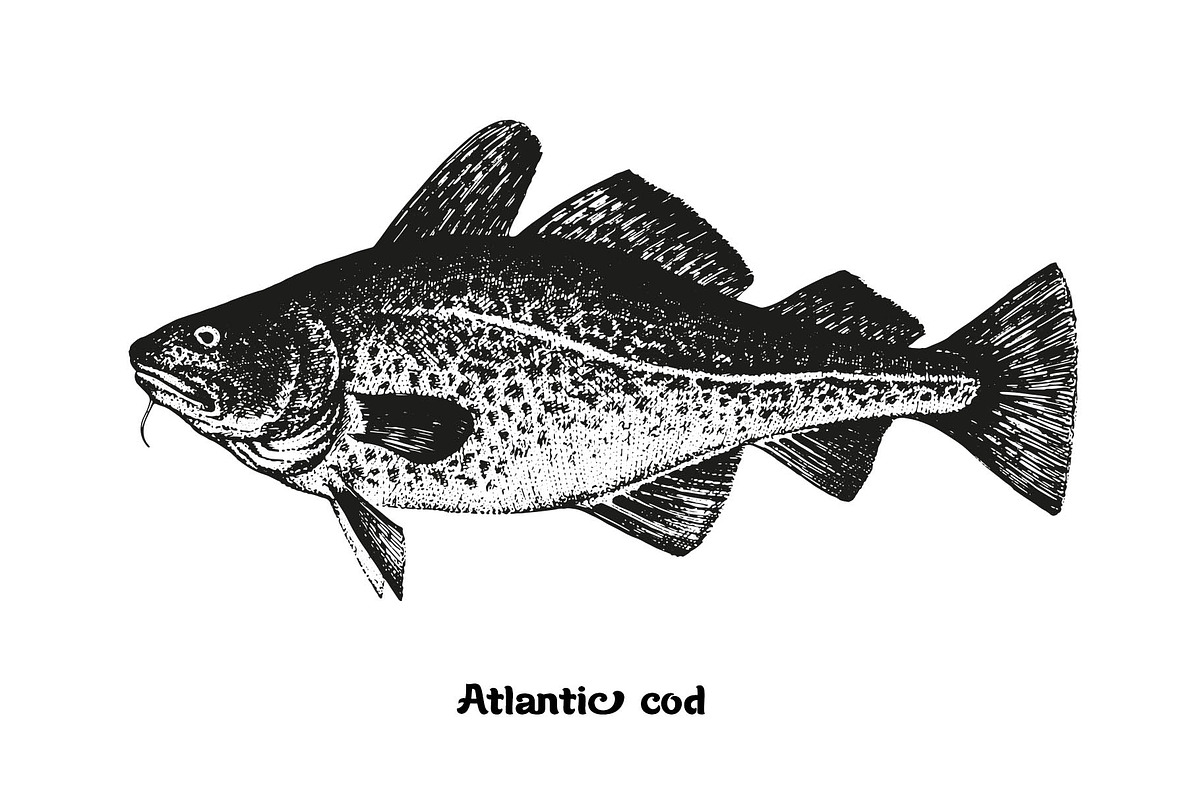 Fish collection, part 2, a Food Illustration by ZotovShop (Photo 4 of 11)