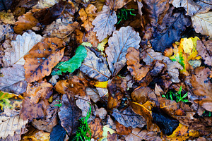 Autumn Leaves, a Nature Photo by THP Creative