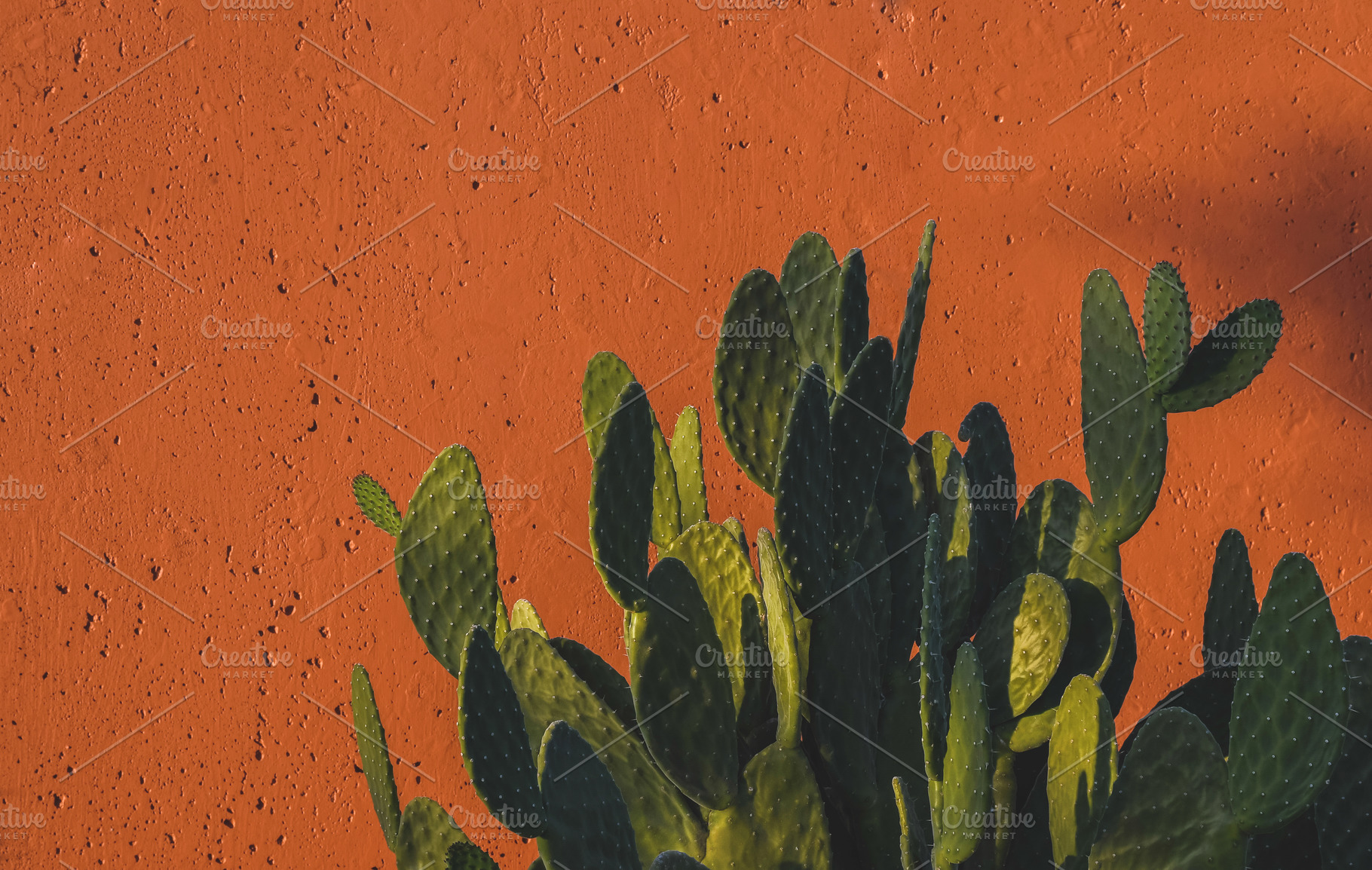 Green Cacti on Orange Background, a Nature Photo by WaywardOcean