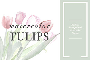 Spring Tulips