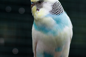 A wavy parrot on a branch.