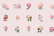 72 Watercolor Peonies Flower Clipart, a Graphic by Graphicspixel (Thumbnail 4 of 10)