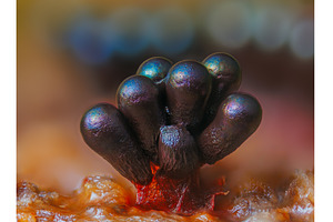 Wasp's Nest Slime Mold - Metatrichia, a Nature Photo by Lukas Jonaitis SHOP