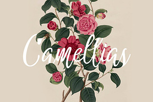 Camellias