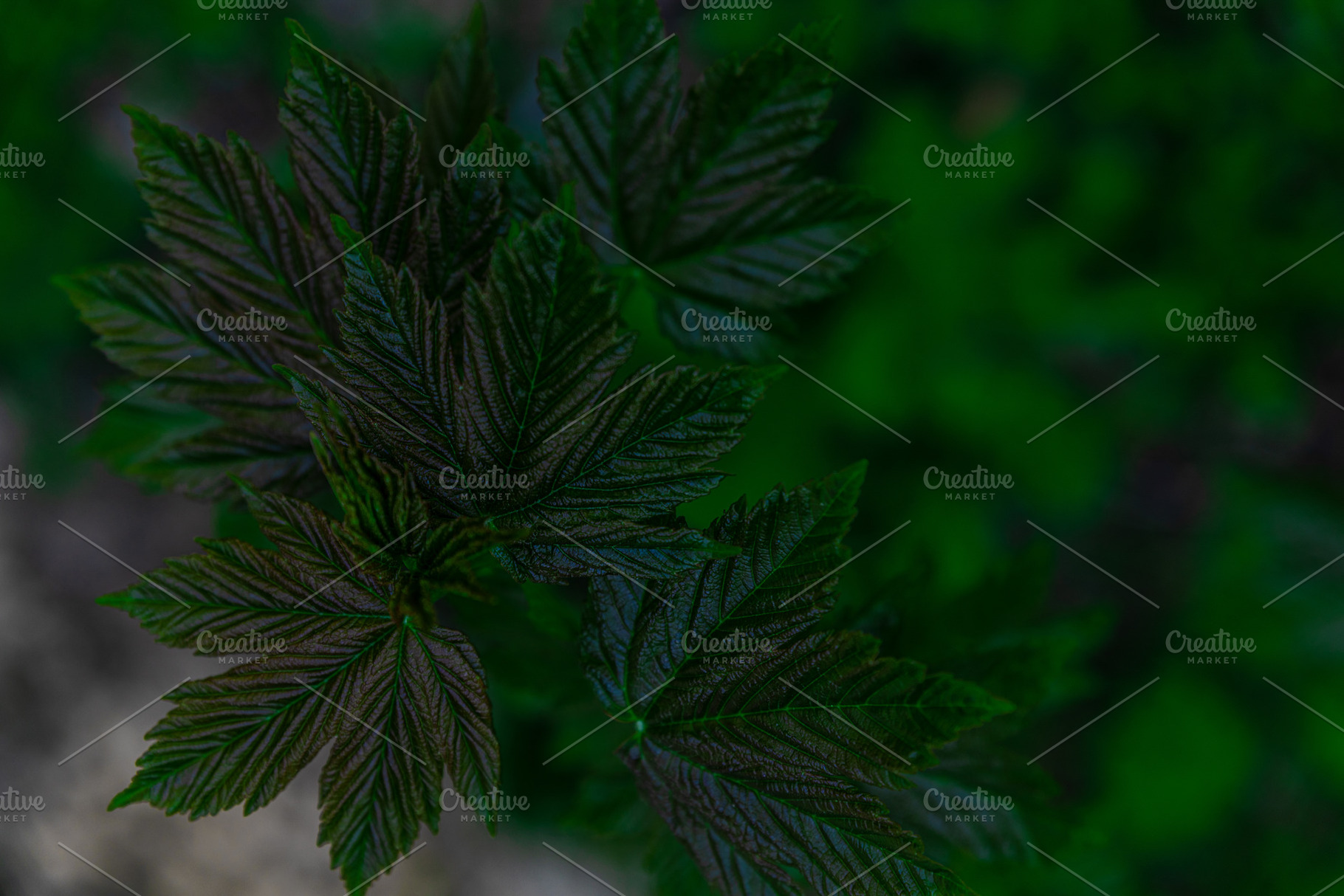 Close-up of dark green textured leaves with natural light and bl, a Nature Photo by Ales Munt