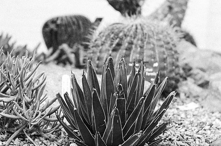 8 photo collection of cacti, a Nature Photo by Severn Tides