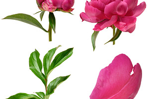 Blooming pink peony buds, petal and green leaf on isolated backg, a Nature Photo by ndanko