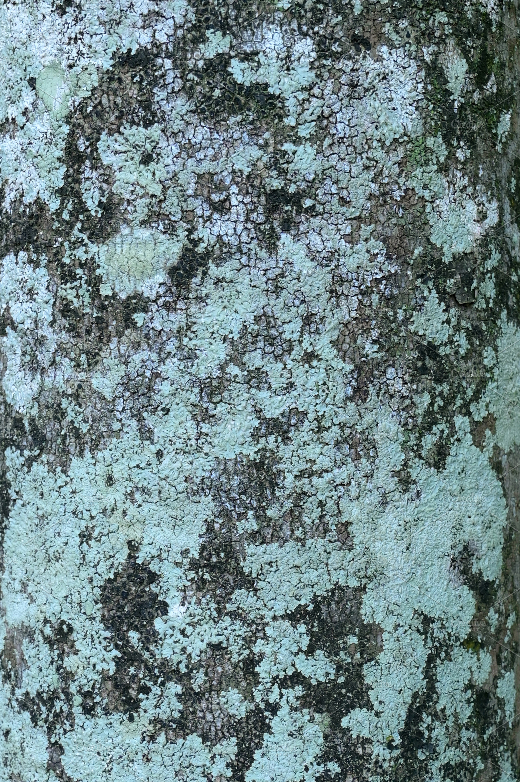 Close Up Texture of cloves bark, a Photo by Riza Azhari