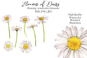 Flowers Of Daisy