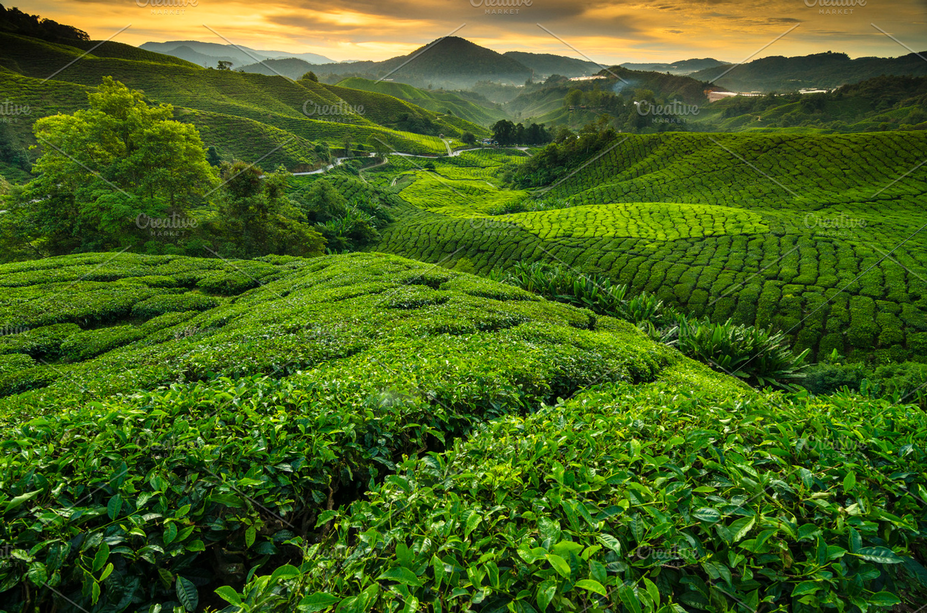 Sunrise At Tea Plantation Stock Photo Containing Sunrise And Tea