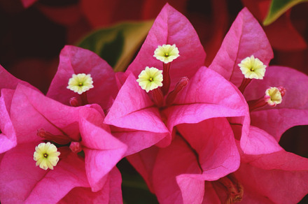 Blossom pink flowers., a Photo by Sir13