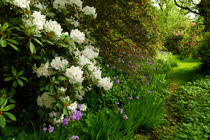 Winding garden path passing white rhododendron flowers and purpl, a Photo by Studio ANNA