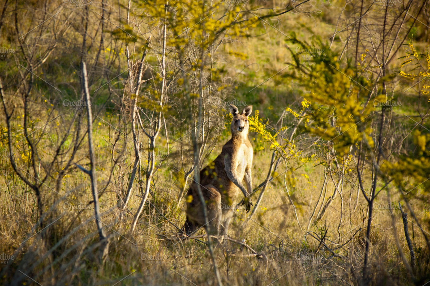 Kangaroo, an Animal Photo by THP Creative