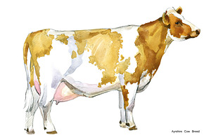 Cow Breeds. Cattle Watercolor Set