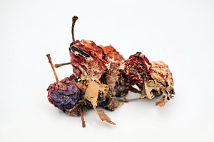 Dried rotten wild apples macro photo isolated on white background. Close-up pho, a Nature Photo by Rohan Photography