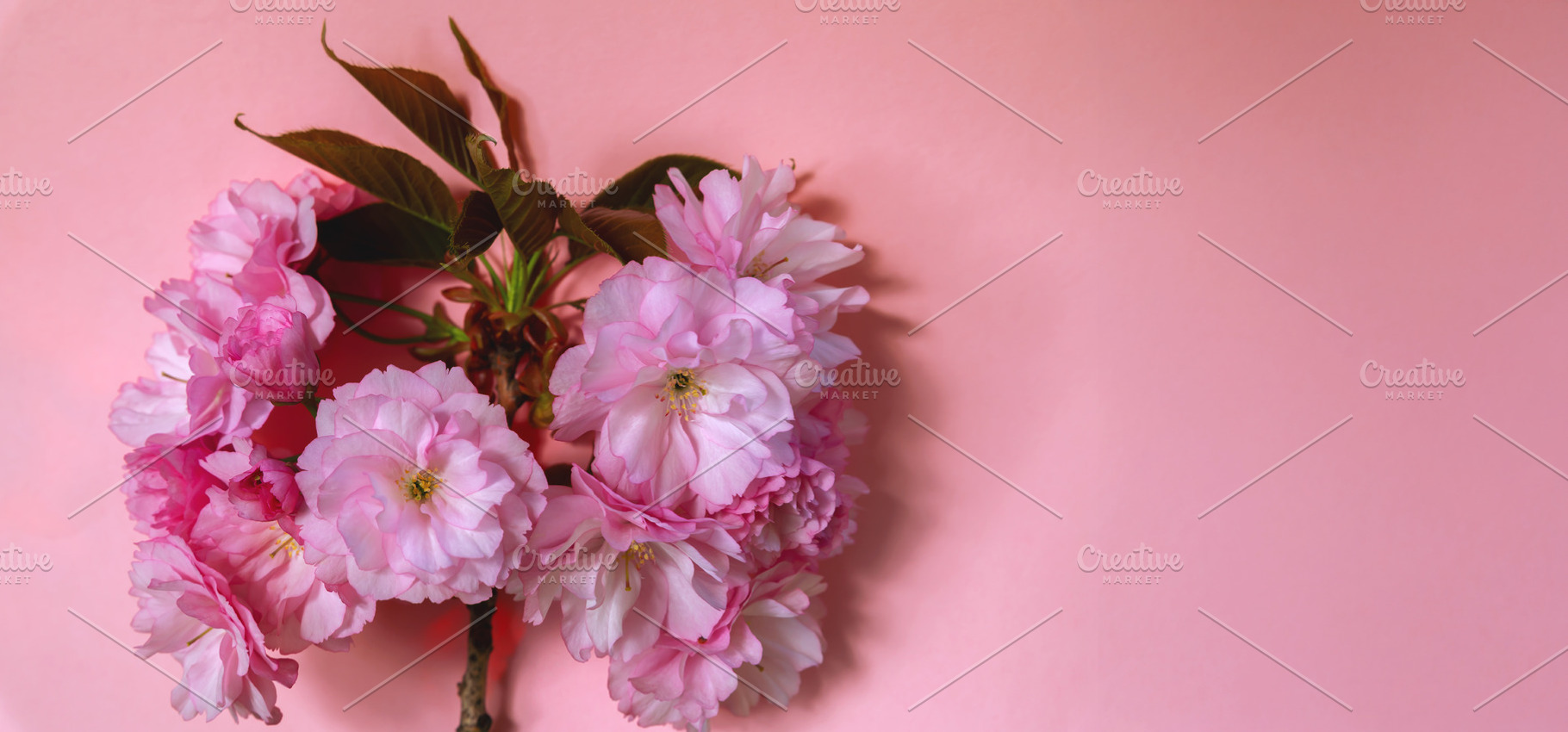 Vibrant pink cherry blossoms with green leaves on a soft pastel, a Nature Photo by Ales Munt