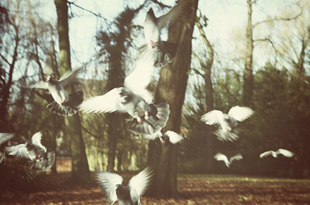 Flying pigeons preview 6