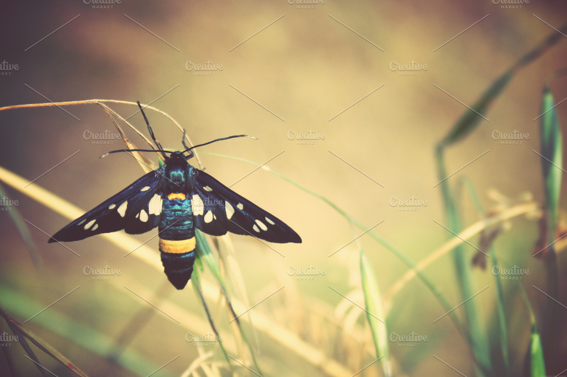 Amata cruegeri-butterfly, an Animal Photo by Maria Dattola Photography