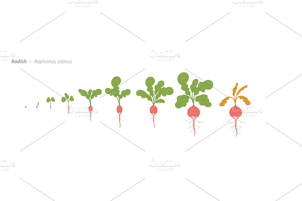 Growth stages of radish plants from, an Object Illustration by Ilia Design
