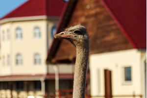 Ostriches gather in a dusty farmyard, an Animal Photo by darksoul72
