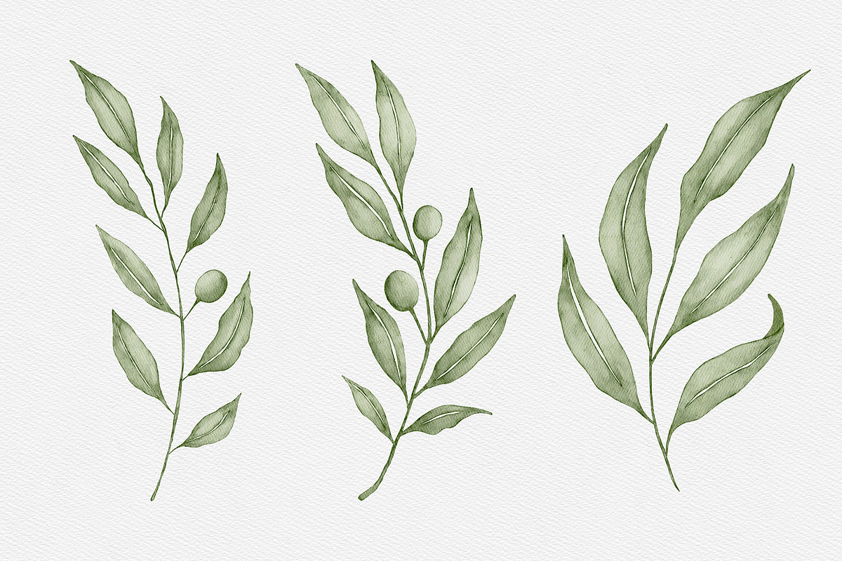 Watercolor Olive Branches Leaves, an Illustration by Creatchees.std (Photo 2 of 13)