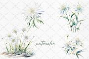 White Flowers Clipart Eucalyptus, a Decorative Illustration by LeCoqDesign (Thumbnail 2 of 5)
