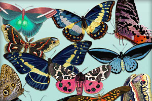 Butterfly Clipart Set - 12 PNGs