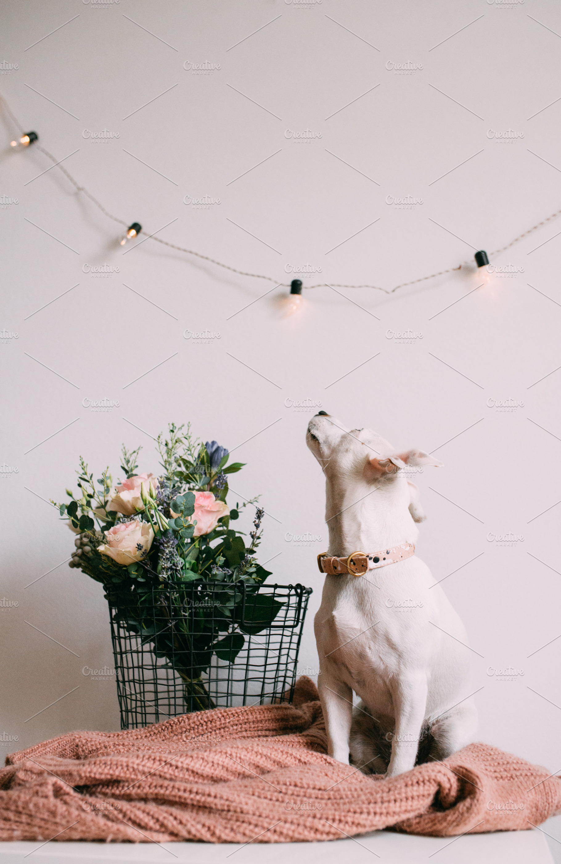 puppy and flowers, a Photo by Trofimova Veronika