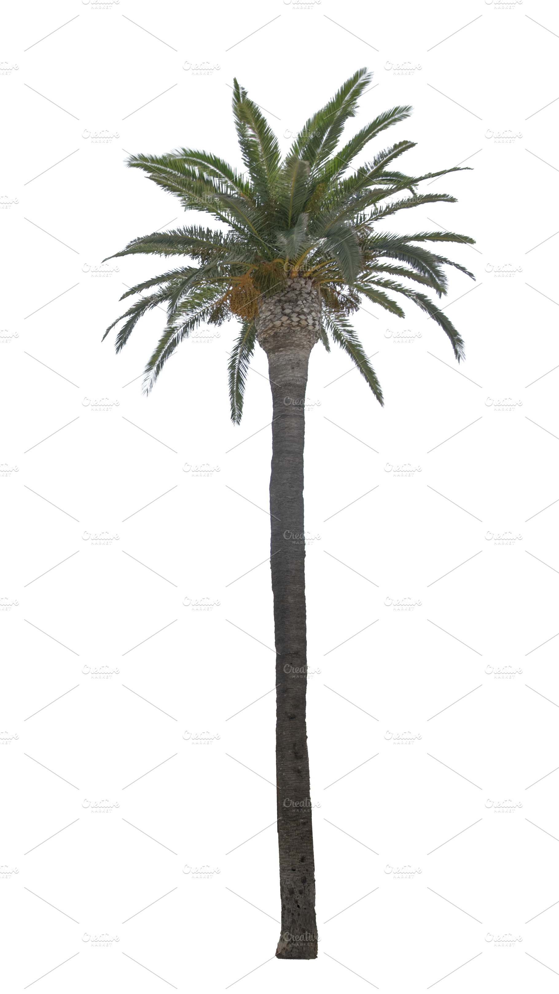 Tall slim palm tee isolated photo, a Nature Photo by DanFLCreativo