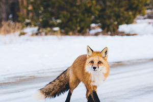 Mountain fox  vertical stock photo