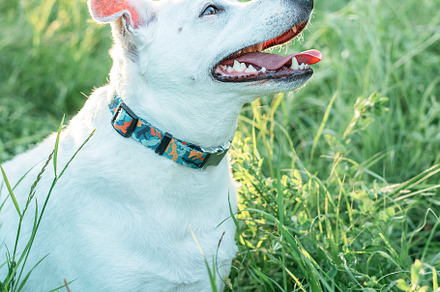 Dog Jack russel terrier on lawn, an Animal Photo by Olena Rudo