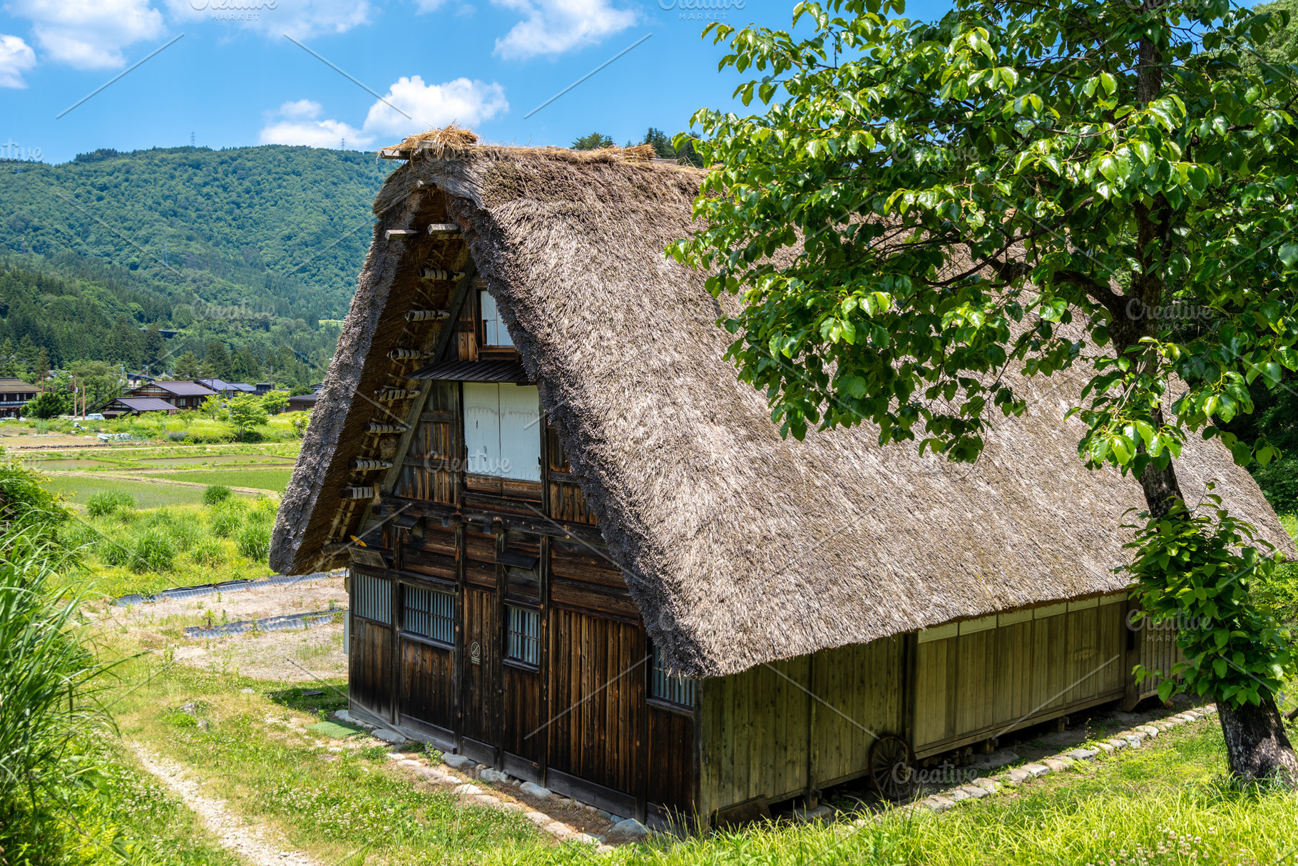 Traditional houses and rice fields in Shirakawa-go, rural Japan, an ...