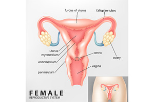 Diagram of Female Reproductive, an Illustration by Rendix Alextian