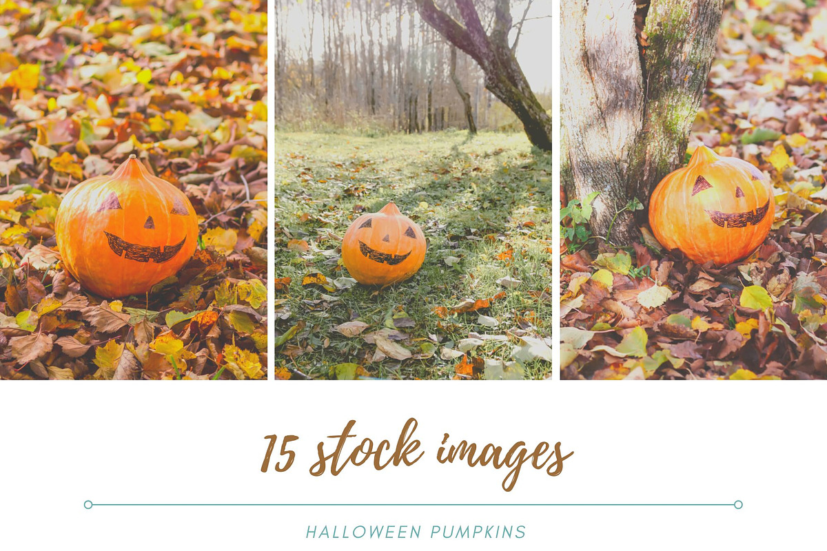 Rustic Pumpkin Garden, a Holiday Photo by pictures for you (Photo 1 of 11)