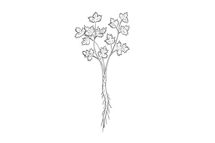 Coriander or Cilantro Drawing