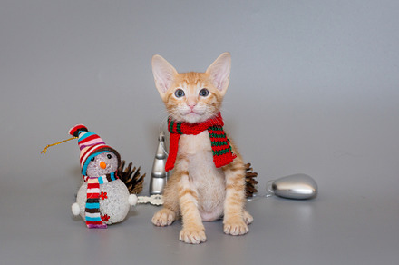 Small  oriental kitten in a red scarf