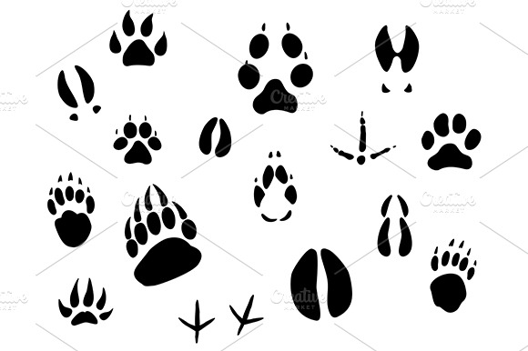 Animal Footprints