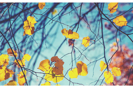 Autumn leaves on a tree. Selective, a Nature Photo by yanadjana