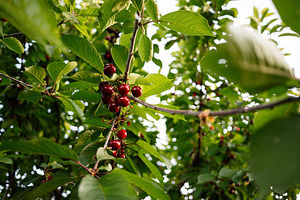 Close-up of red cherries on a tree branch surrounded by green leaves, a Photo by AS photostudio