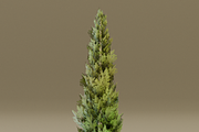 The Cypress Tree, a Plants & Tree 3D Model by FuturePastCreatives (Thumbnail 3 of 4)