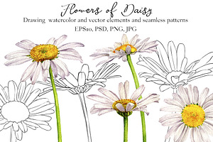 Flowers Of Daisy