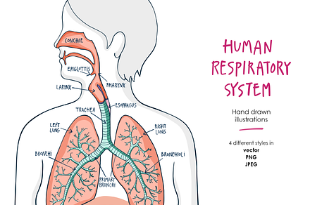 Respiratory system illustrations