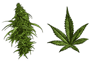 Cannabis