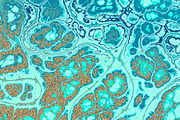 20 turquoise textures 64 Megapixel, a Texture Graphic by tkdesign (Thumbnail 9 of 20)